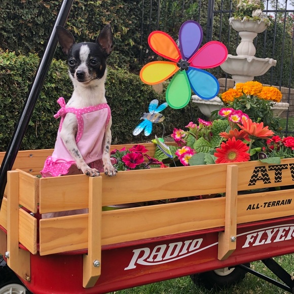 ISO DOG ITEMS - Picture 2 of 8